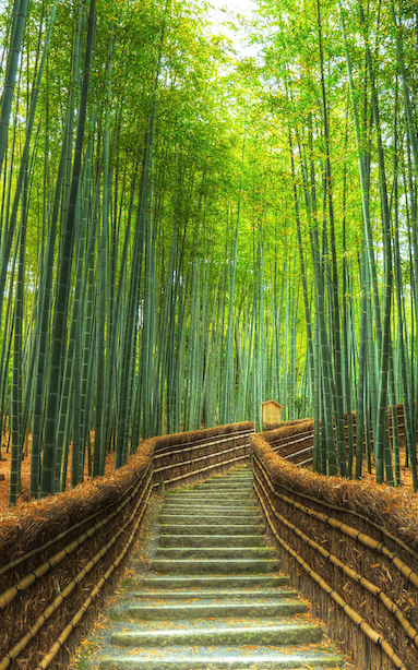 bamboo3
